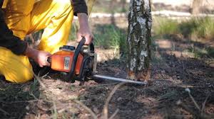 Best Tree Maintenance Programs  in Bealeton, VA